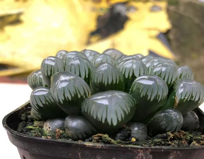 冰魄玉露的特征_冰魄玉露多肉_玉露多肉冰魄好养吗