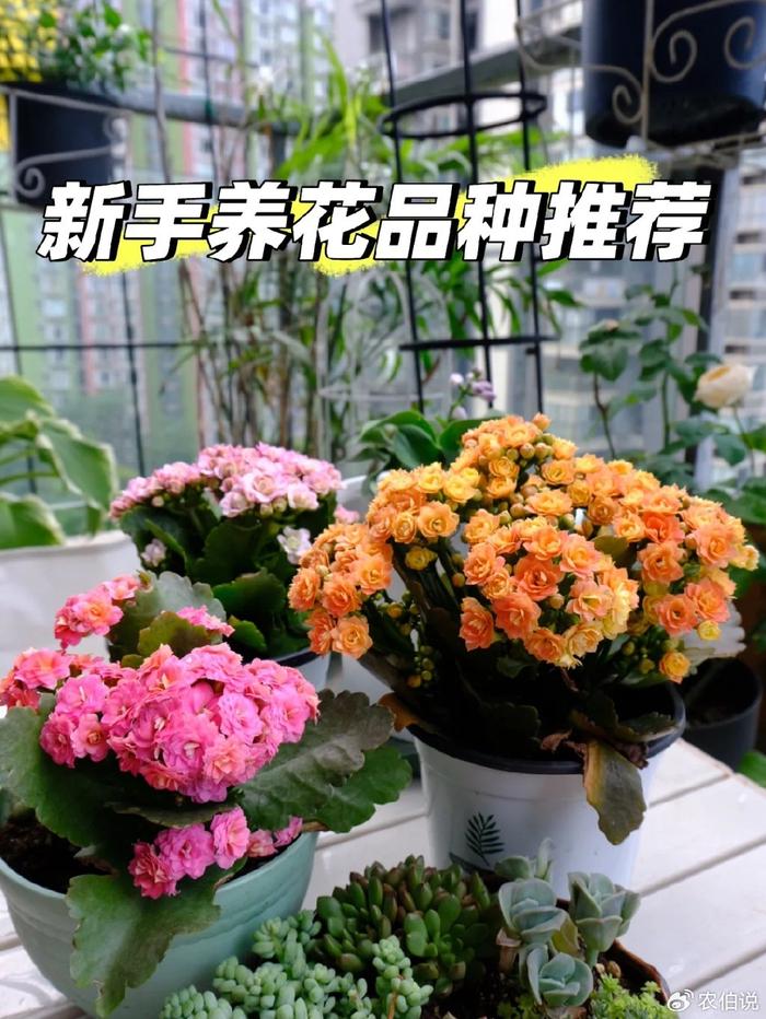 什么花养在卧室里有助于睡眠_卧室里养花影响睡眠吗_卧室养什么花助眠