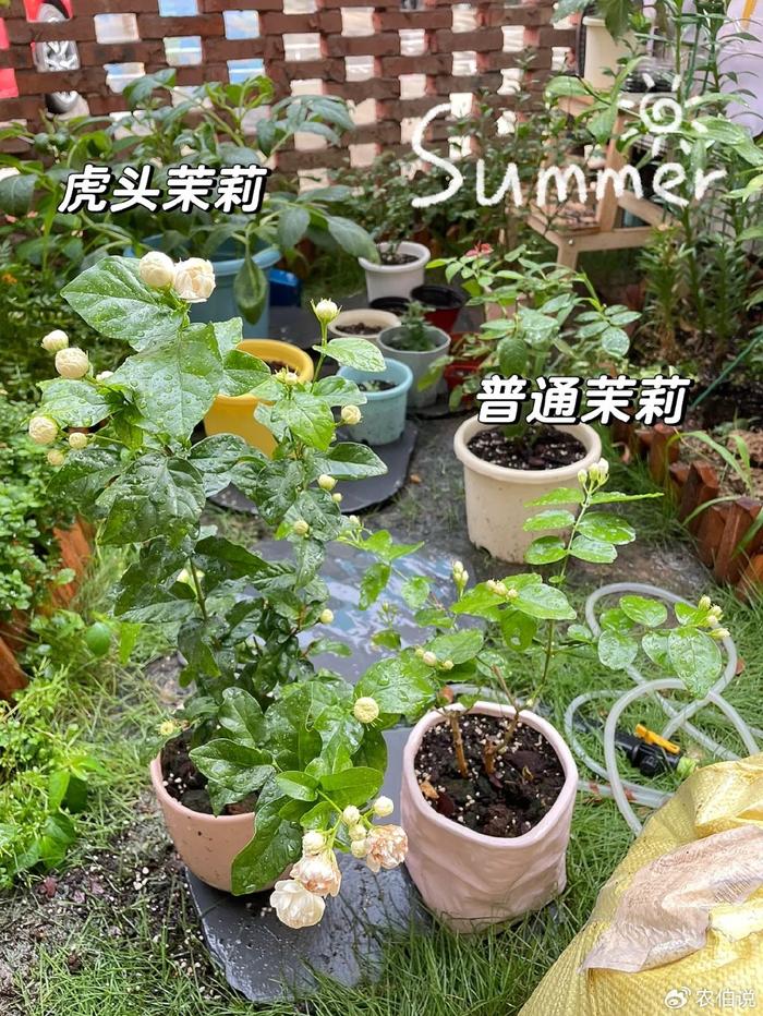 什么花养在卧室里有助于睡眠_卧室里养花影响睡眠吗_卧室养什么花助眠