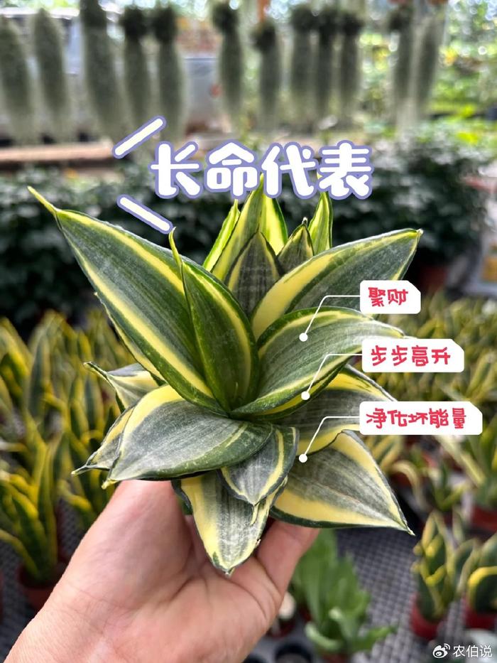 卧室养什么花助眠_什么花养在卧室里有助于睡眠_卧室里养花影响睡眠吗