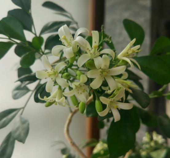 室内花香的植物_有香味的花适合室内养花_室内养香味的花