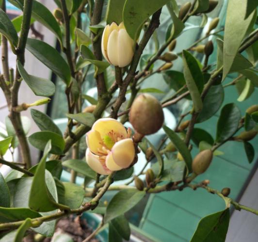 室内养香味的花_有香味的花适合室内养花_室内花香的植物