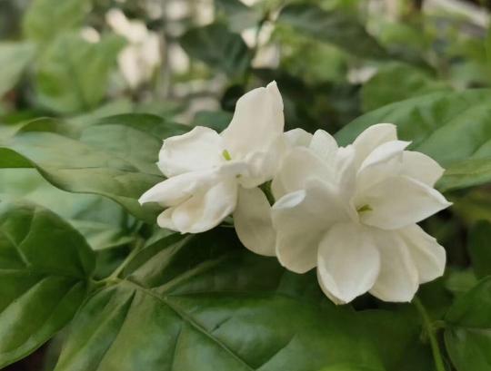 有香味的花适合室内养花_室内花香的植物_室内养香味的花