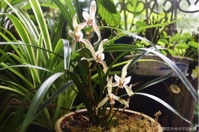 有香味的花适合室内养花_室内养香味的花_室内花香的植物