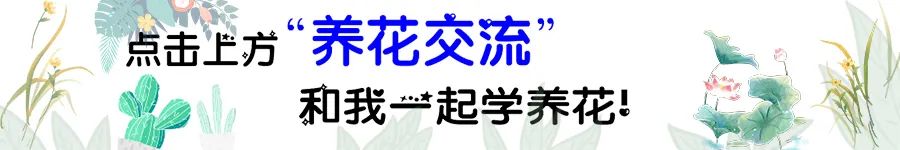 法师多肉好养又便宜，叶型像玫瑰，枝条剪下可不断扦插，成活率高