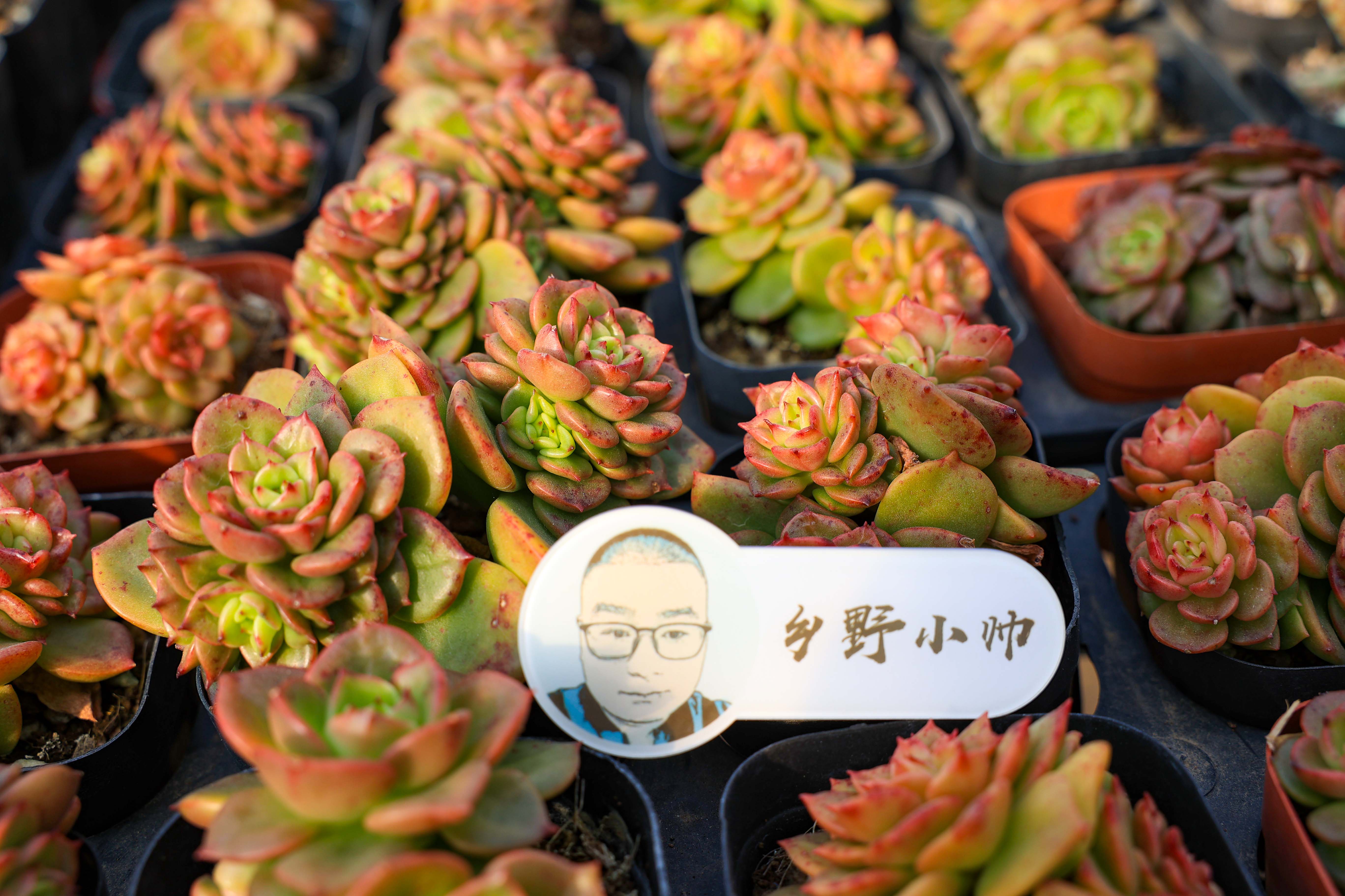 多肉花是酸性还是碱性_多肉不是花_多肉花是什么样子的