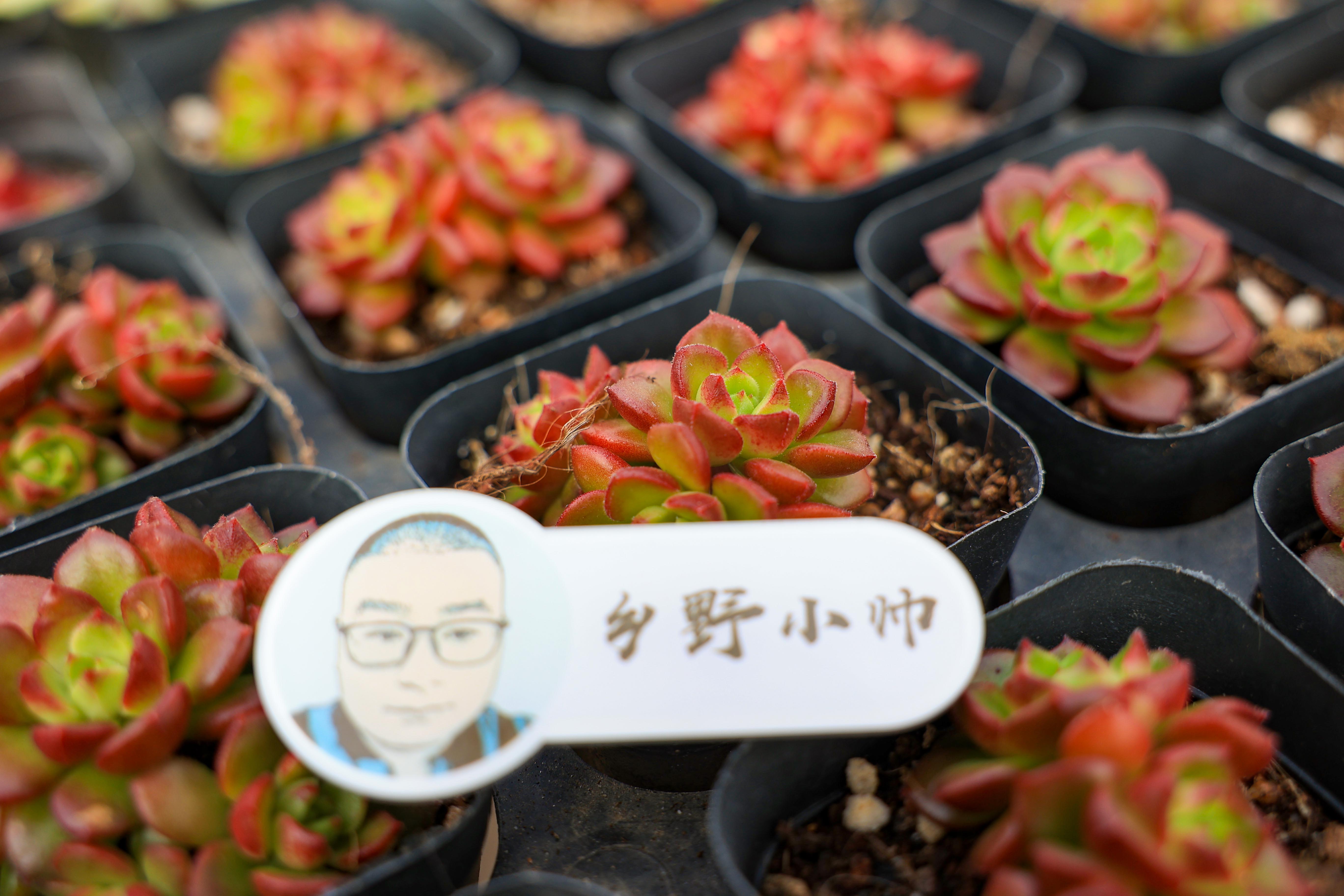 多肉花是什么样子的_多肉花是酸性还是碱性_多肉不是花