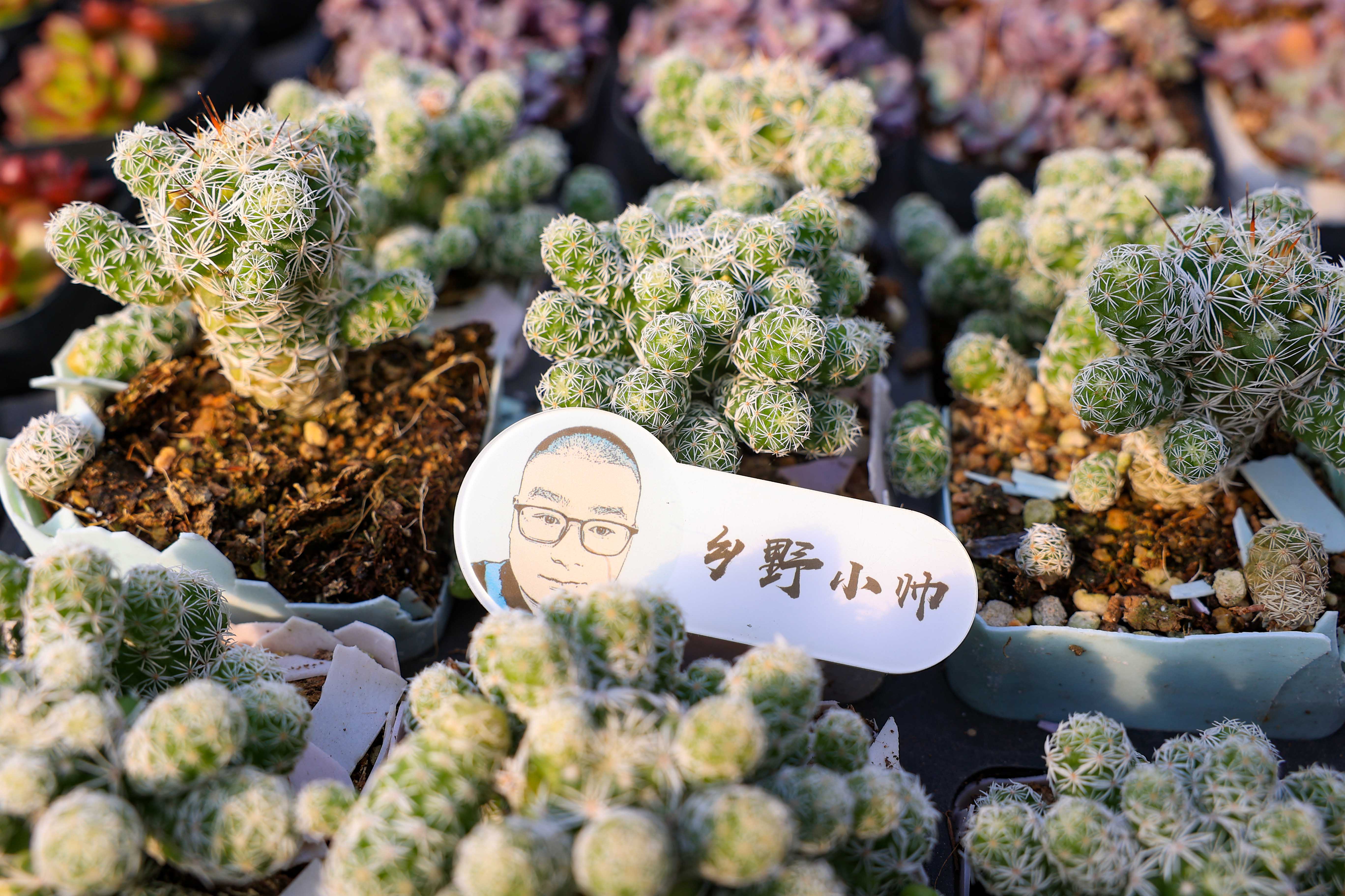 多肉不是花_多肉花是什么样子的_多肉花是酸性还是碱性