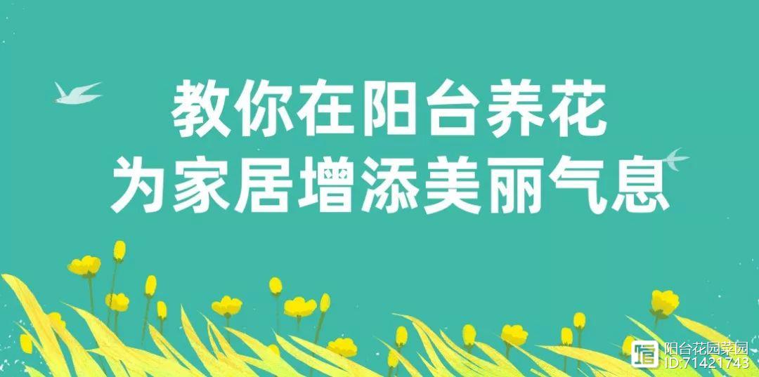 多肉红宝石_多肉红覆轮_多肉红梅老桩图片
