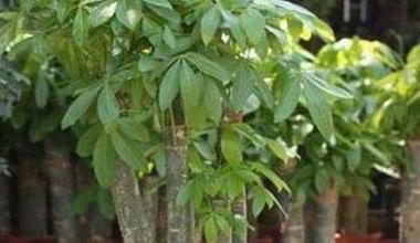 办公室绿植怎么摆放_办公室绿植排名前十名_办公室绿植