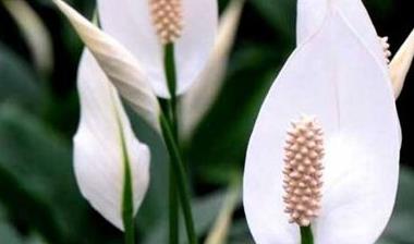 办公室绿植怎么摆放_办公室绿植排名前十名_办公室绿植
