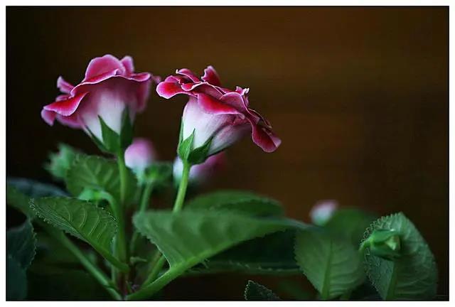 花期长好养的室内花卉_室内花期长好看又好养的花_花期长的室内