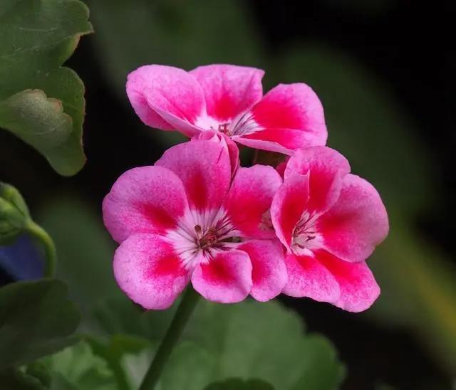 花期长的室内_花期长好养的室内花卉_室内花期长好看又好养的花