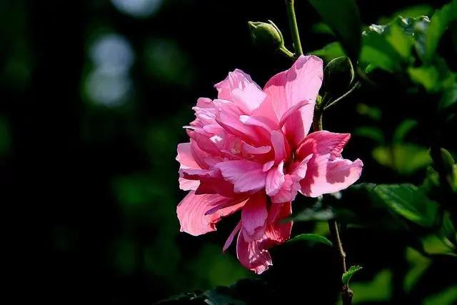 花期长的室内_花期长好养的室内花卉_室内花期长好看又好养的花