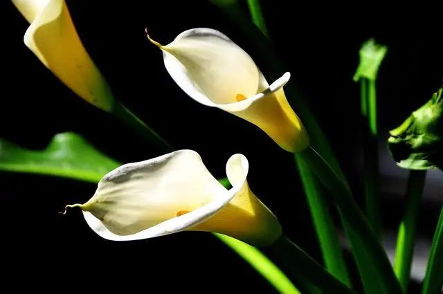 室内花期长好看又好养的花_花期长的室内_花期长好养的室内花卉