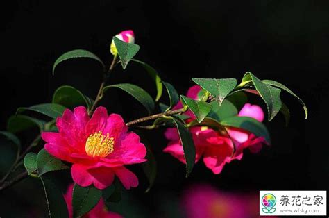花抗冻吗_耐冻耐寒的室外花卉_室内花卉耐寒