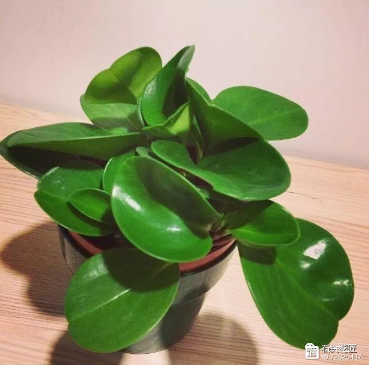 净化二手烟的室内植物_净化空气的室内植物二手烟_净化二手烟味的植物
