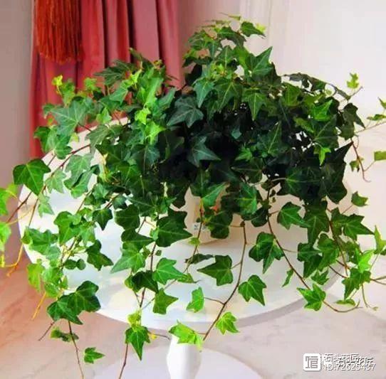 净化空气的室内植物二手烟_净化二手烟味的植物_净化二手烟的室内植物