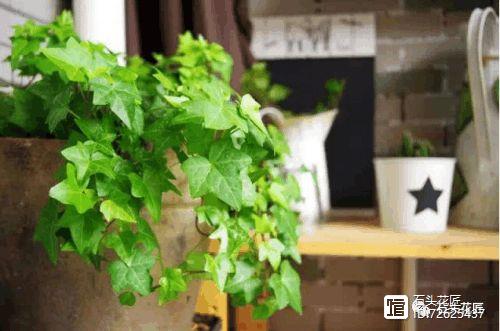 净化二手烟味的植物_净化空气的室内植物二手烟_净化二手烟的室内植物