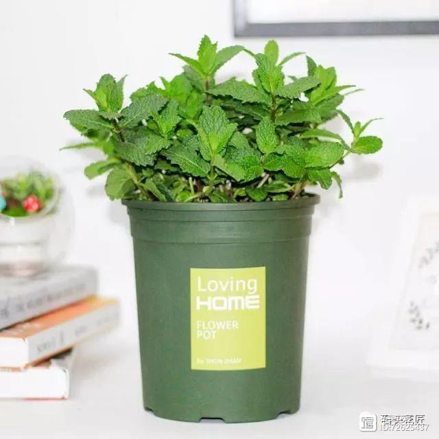 净化二手烟的室内植物_净化二手烟味的植物_净化空气的室内植物二手烟