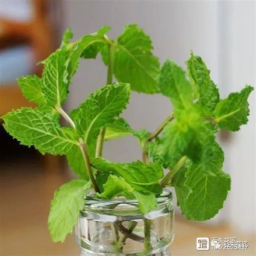 净化二手烟味的植物_净化二手烟的室内植物_净化空气的室内植物二手烟