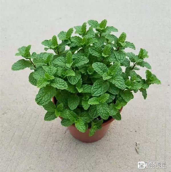 净化二手烟的室内植物_净化二手烟味的植物_净化空气的室内植物二手烟