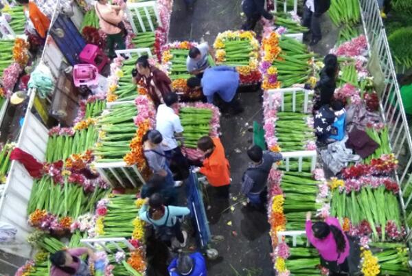 离我最近的花卉批发市场_花卉批发市场一览_花卉市场批发