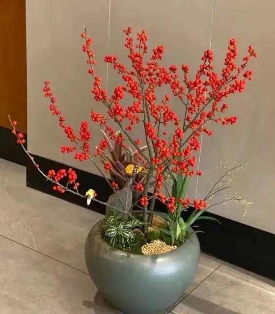 一年四季开花的室内花卉_室内养花四季开花植物_花卉开花四季室内能养吗