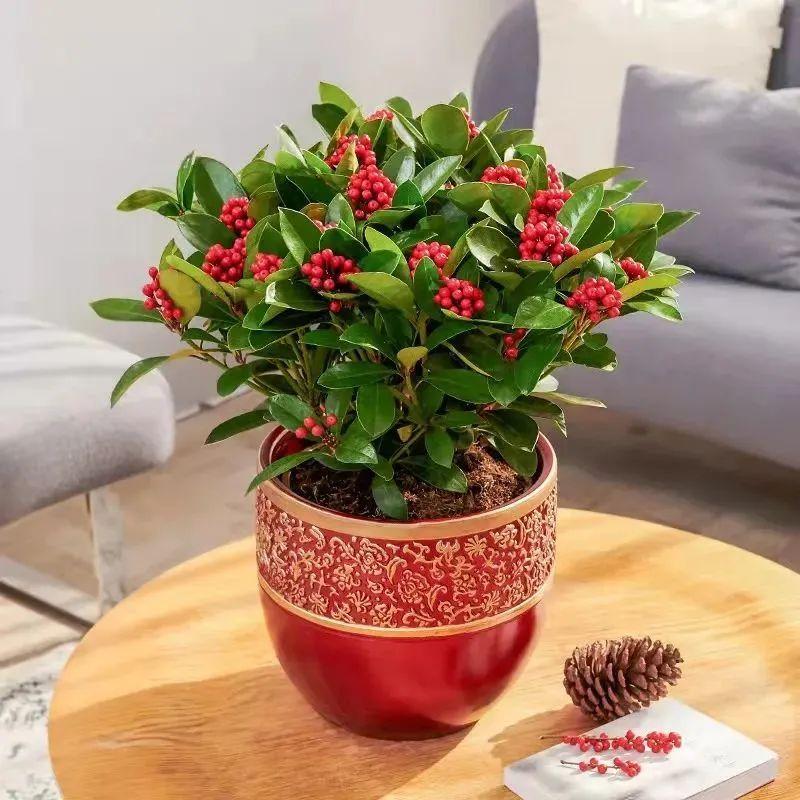 一年四季开花的室内花卉_室内养花四季开花植物_花卉开花四季室内能养吗