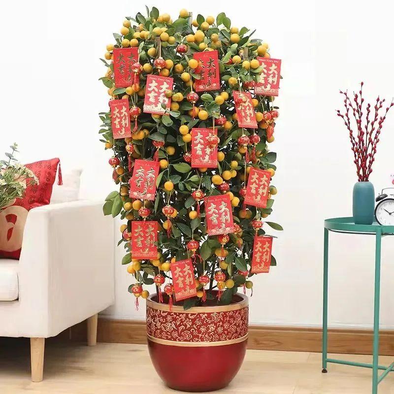 一年四季开花的室内花卉_室内养花四季开花植物_花卉开花四季室内能养吗