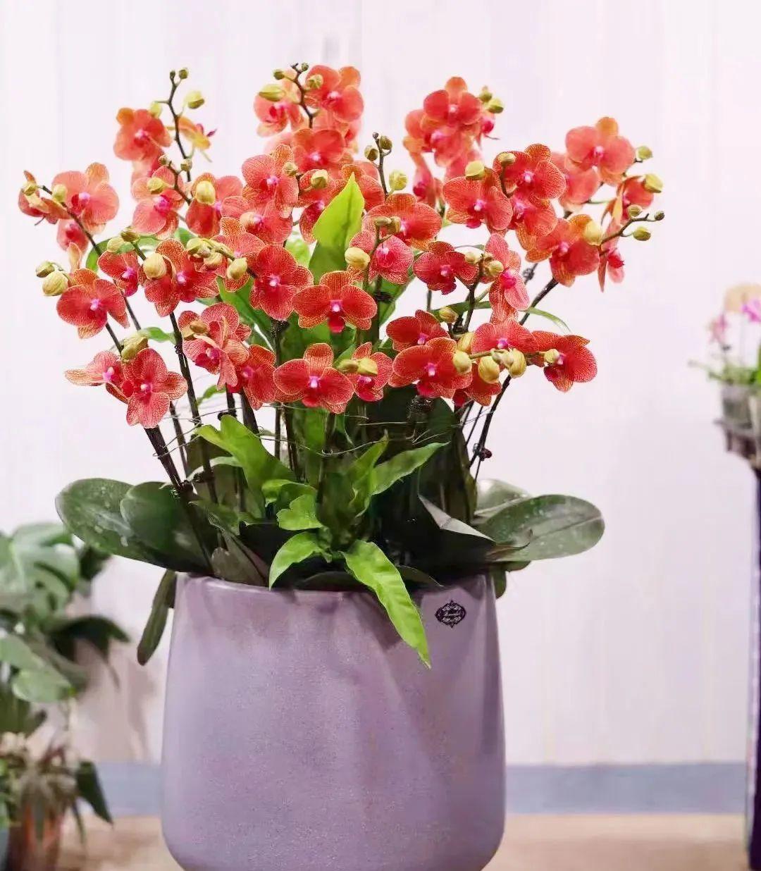室内养花四季开花植物_花卉开花四季室内能养吗_一年四季开花的室内花卉