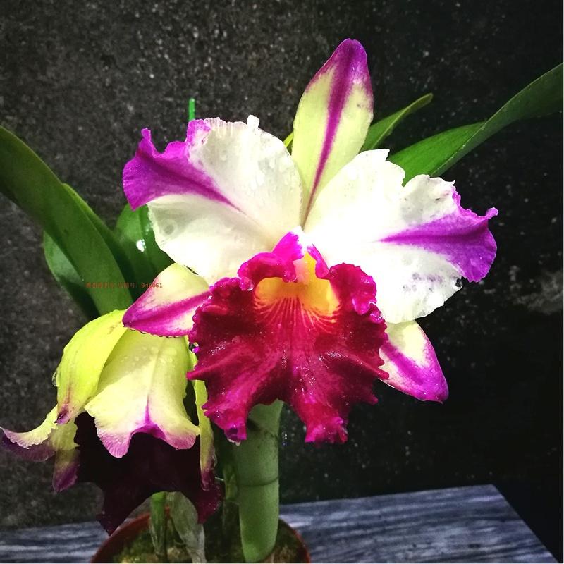 花卉开花四季室内能养吗_一年四季开花的室内花卉_室内养花四季开花植物