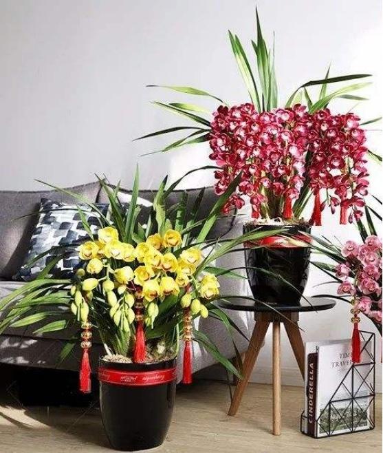 花卉开花四季室内能养吗_室内养花四季开花植物_一年四季开花的室内花卉