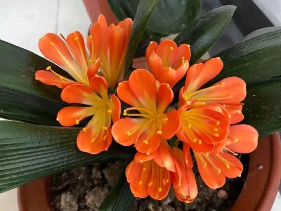 室内养花四季开花植物_一年四季开花的室内花卉_花卉开花四季室内能养吗