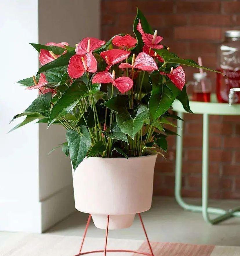 室内养花四季开花植物_花卉开花四季室内能养吗_一年四季开花的室内花卉
