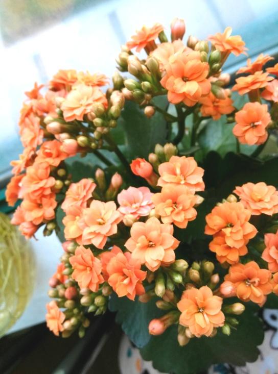 花卉开花四季室内能养吗_室内养花四季开花植物_一年四季开花的室内花卉
