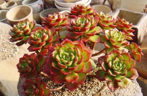 最漂亮的多肉花卉_花卉漂亮多肉图片_花卉漂亮多肉怎么养