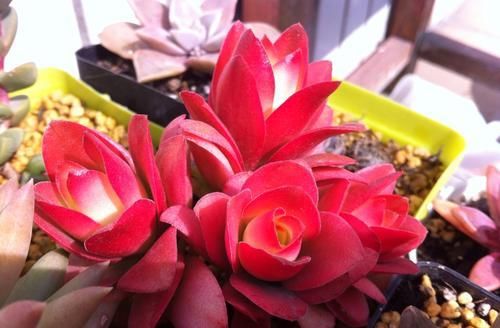花卉漂亮多肉图片_最漂亮的多肉花卉_花卉漂亮多肉怎么养