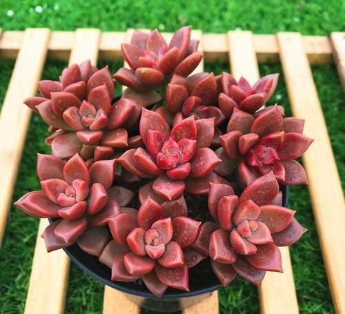 花卉漂亮多肉怎么养_最漂亮的多肉花卉_花卉漂亮多肉图片