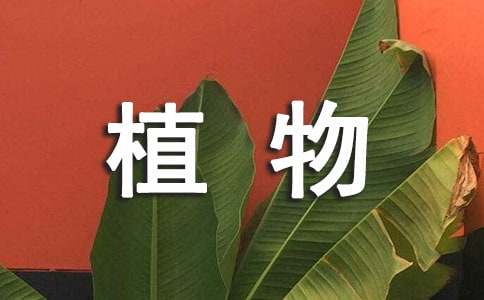 多肉植物品种有哪些