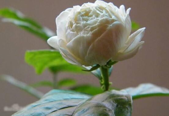 茉莉花盛开的月份_茉莉花开花月份_茉莉花开几月份开花
