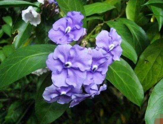 茉莉花开几月份开花_茉莉花开花月份_茉莉花盛开的月份