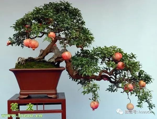 <strong>【春季养花】春天怎么养花？盆栽花卉春季养护六要点</strong>