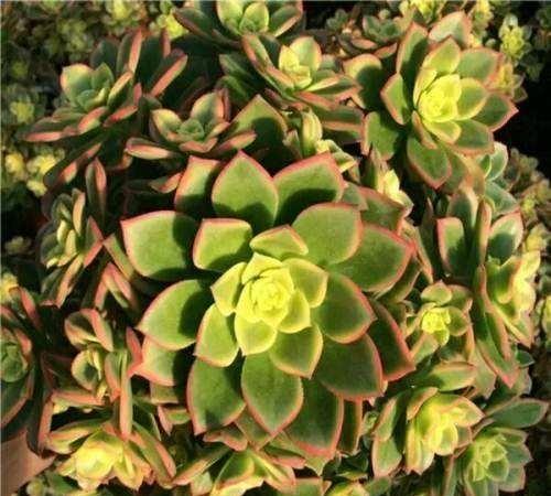 植物多肉长得大怎么办_植物多肉长得大怎么回事_长得最大的多肉植物