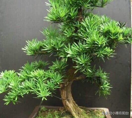 6种盆栽，适合客厅养，富贵吉祥旺宅，越养越值钱，胜过吊兰绿箩