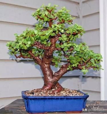 客厅易养植物_易客厅养活绿植有什么好处_客厅易养易活的绿植有哪些
