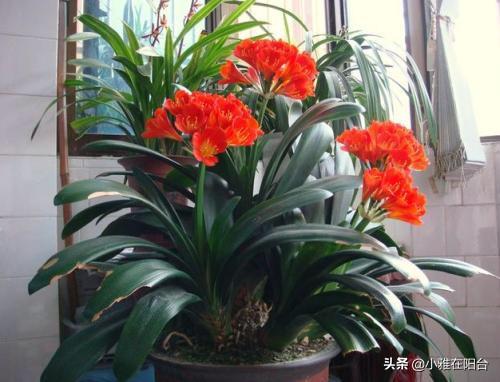 客厅易养易活的绿植有哪些_客厅易养植物_易客厅养活绿植有什么好处