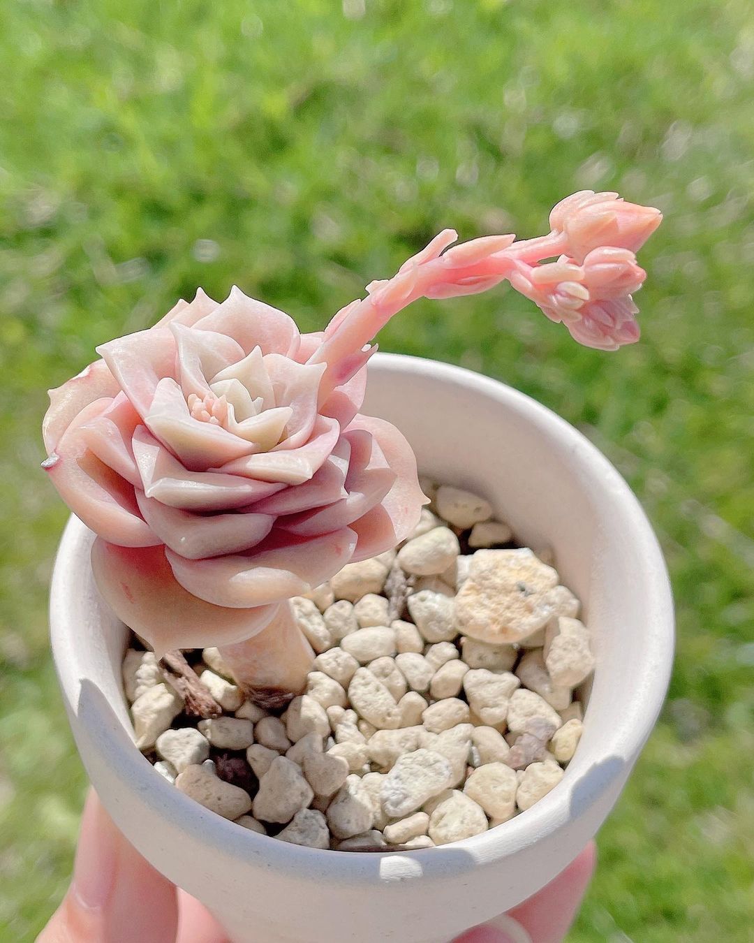 粉色玫瑰多肉_粉色玫瑰多肉怎么养_粉色玫瑰多肉好养吗