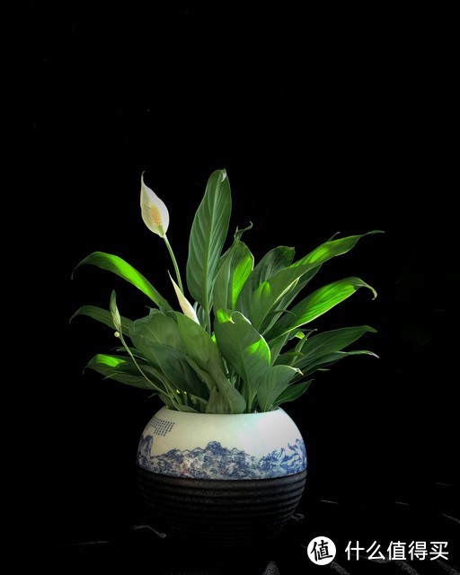 适合北阳台养的花有哪些_北阳台养什么花好_适合北阳台养的花