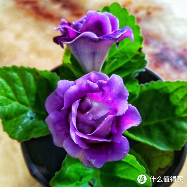 适合北阳台养的花有哪些_适合北阳台养的花_北阳台养什么花好